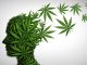 The Pot Primer Understanding Cannabis Basics